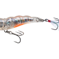 Holographic Tiger Shrimp