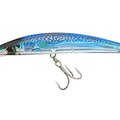 Blue Mackerel