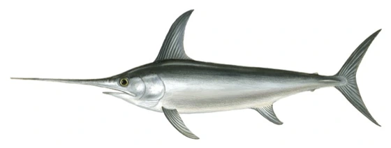 Swordfish