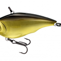 Gold Shiner
