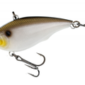 Gizzard Shad