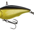 Golden Shiner