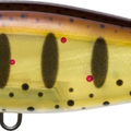 Pearl Brown Trout