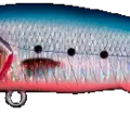 Sardine