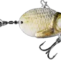 Crucian Carp