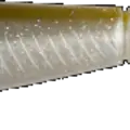Olive Shad