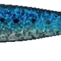 Sardine
