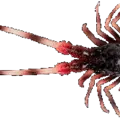 Brown Lobster