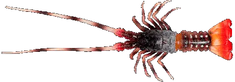 FishUs Lures The Lobster