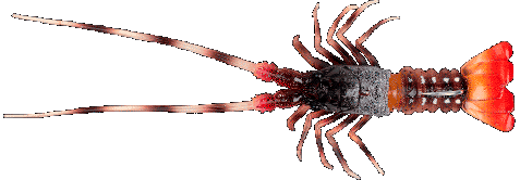FishUs Lures The Lobster