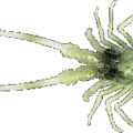 Green Lobster
