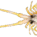 Orange Lobster