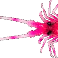 Pink Lobster