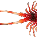 Red Lobster