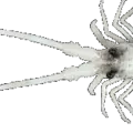 White Lobster