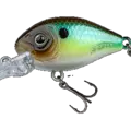 American Shad