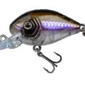 Flashy Shad