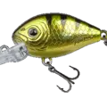 Golden Perch