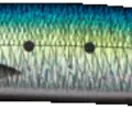 Sardine