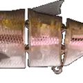 Flashy Shad