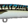 Mackerel