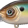 American Shad