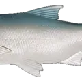 Ayu