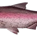 Magic Trout