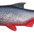 Red Belly Herring