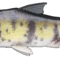 Volga Zander