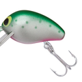 Rainbow Trout