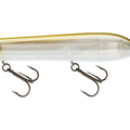Gizzard Shad
