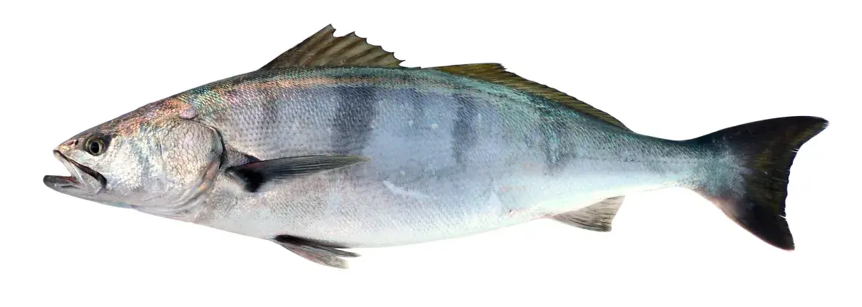 White seabass