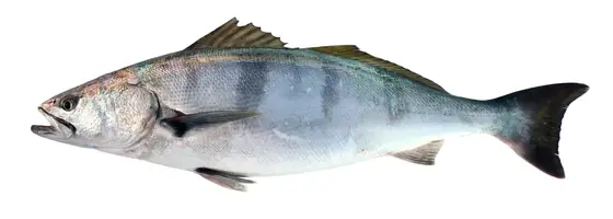 White seabass