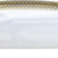 Matte Gizzard Shad