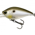 Gizzard Shad