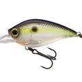 Sexy Shad