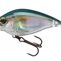 Real Gizzard Shad