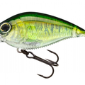 Real Baby Bass