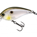 Gizzard Shad