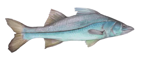 Common snook