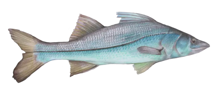 Common snook
