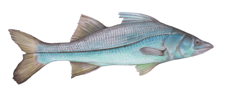 Common snook