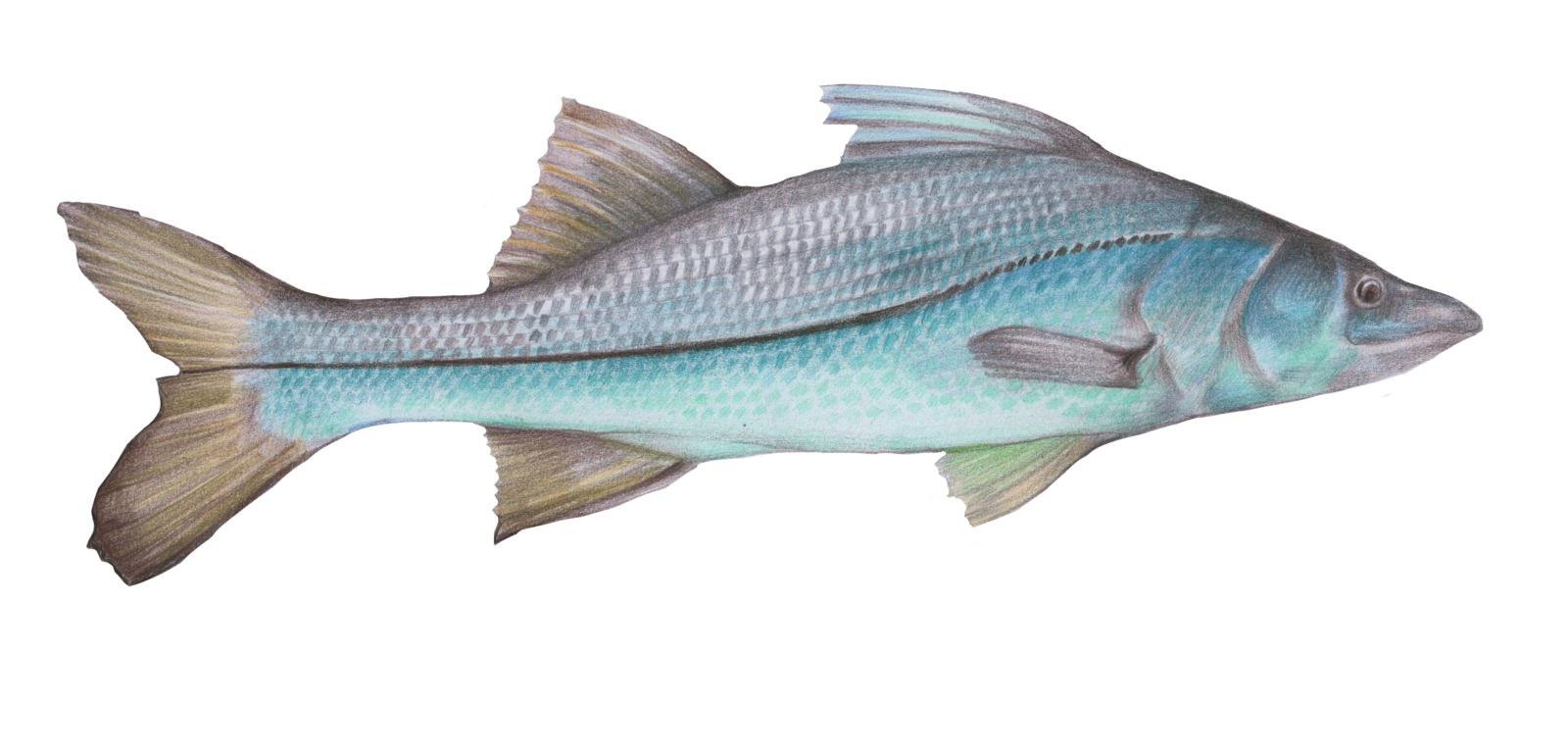 Common snook