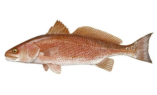 Red drum