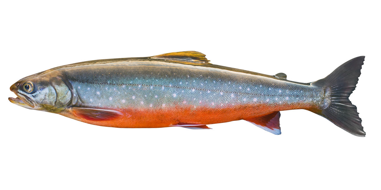 Arctic char