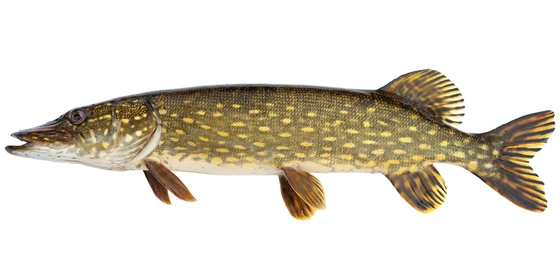 Northern pike