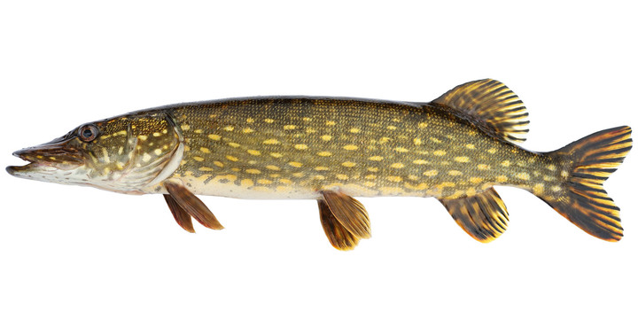 Northern pike