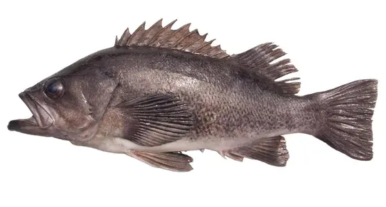 Black rockfish