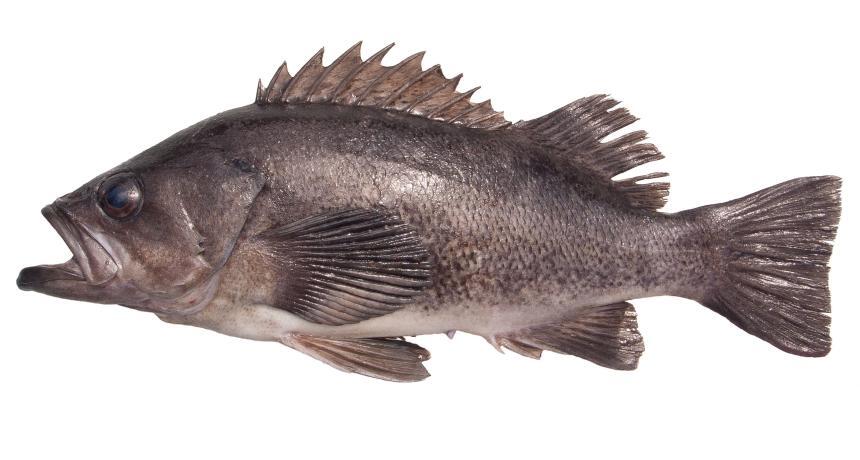 Black rockfish